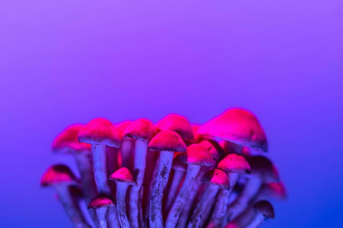 4-PrO-MET erklärt: Wirkung, Struktur & ein Vergleich zu Psilocybin