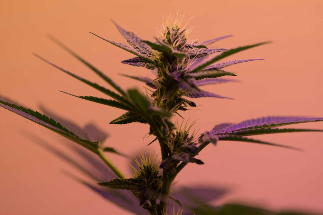 Cannabis 101 (Weed-Anleitung)