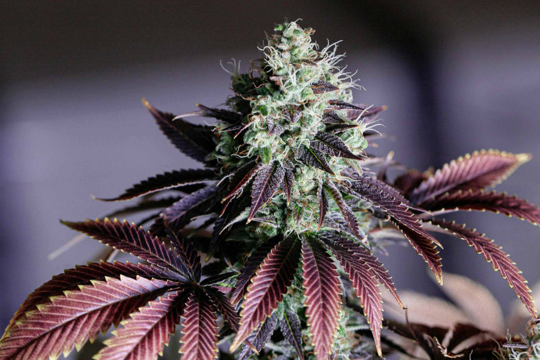 Cannabis-Anbau-Anleitung