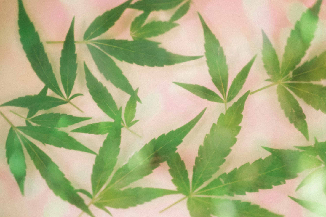 Omas Cannabisöl-Rezept (Edibles)