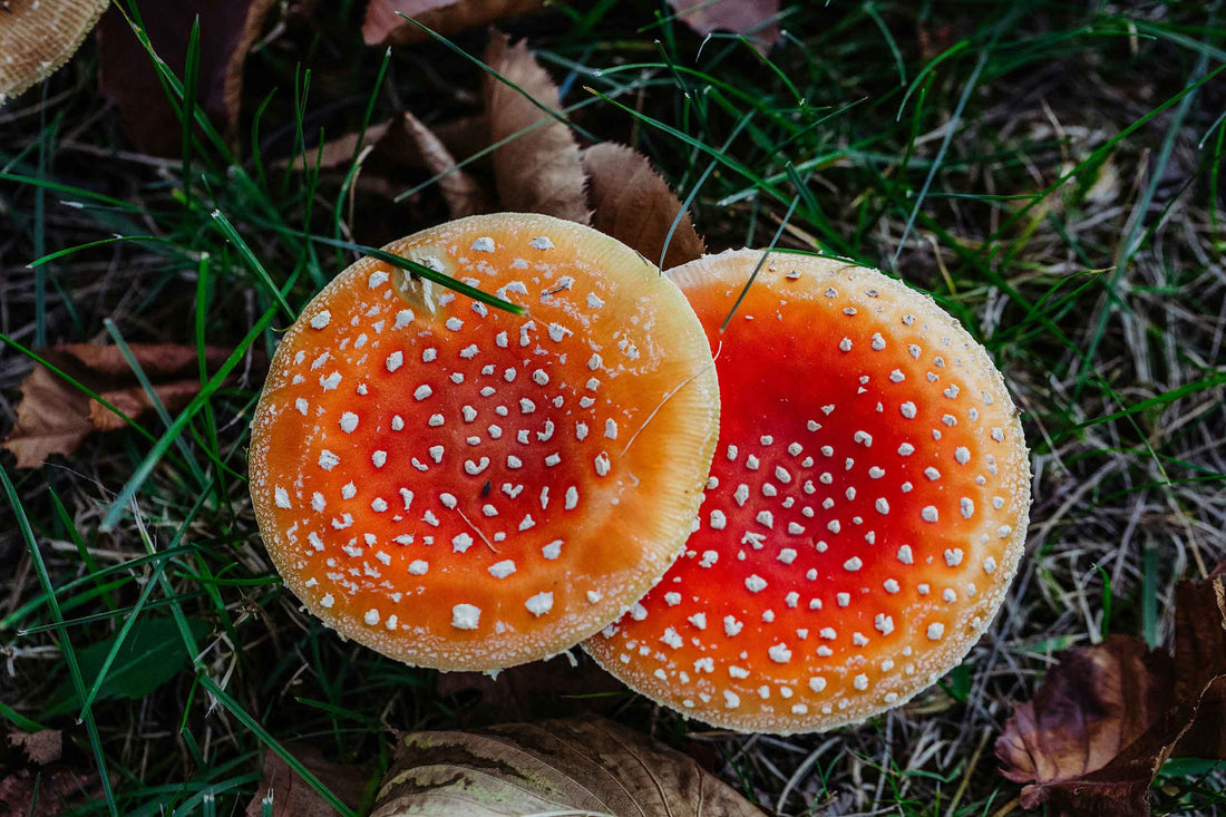 Fliegenpilz: Wirkung im Überblick (Amanita 101)