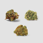 Cannabis-Samen-Set (Auto & Feminized)