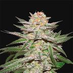 »Cream Caramel« Cannabis-Samen Indica (Auto & Feminized)