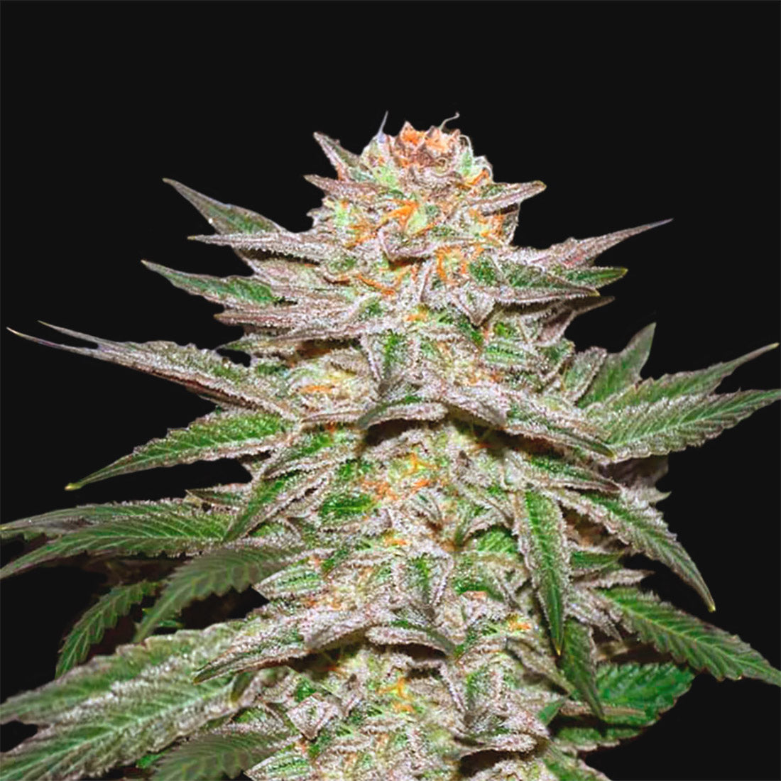 »Cream Caramel« Cannabis-Samen Indica (Auto & Feminized)