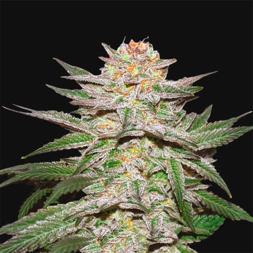 Cannabis-Samen-Set (Auto & Feminized)