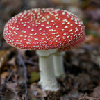 🍄 Fliegenpilz-Pulver (Amanita muscaria)
