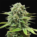 »Gorilla Glue« Cannabis-Samen Hybrid (Auto & Feminized)