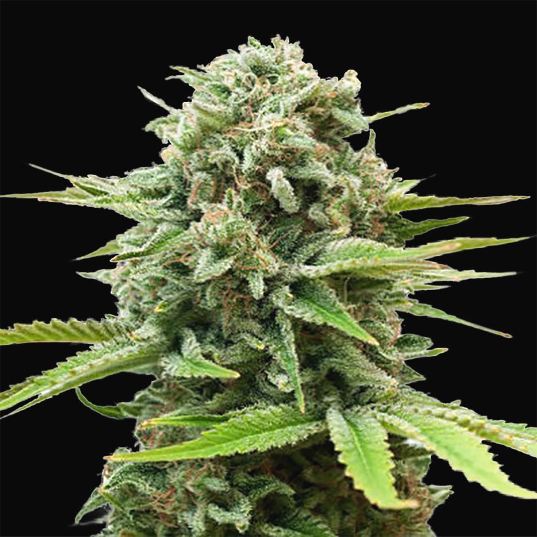 »Gorilla Glue« Cannabis-Samen Hybrid (Auto & Feminized)