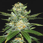 »Power Plant« Cannabis-Samen Sativa (Auto & Feminized)