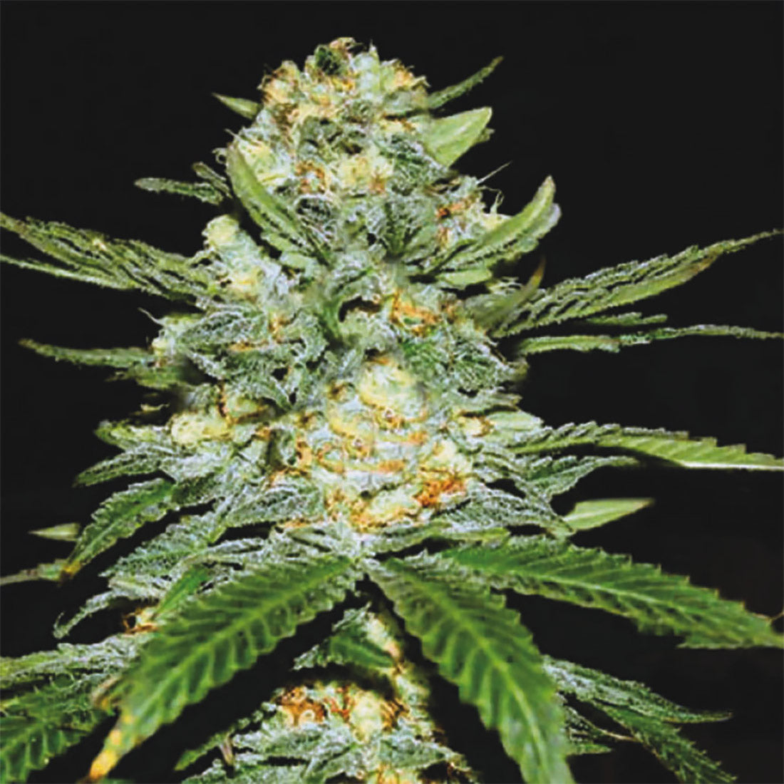 Cannabis-Samen-Set (Auto & Feminized)