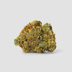 »Power Plant« Cannabis-Samen Sativa (Auto & Feminized)